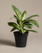 Vor einem schlichten, beigen Hintergrund thront eine Aglaonema-Zitronenminze mit großen, grün-weißen Blättern. Die pflegeleichte Pflanze steht in einem schwarzen Plastiktopf. 