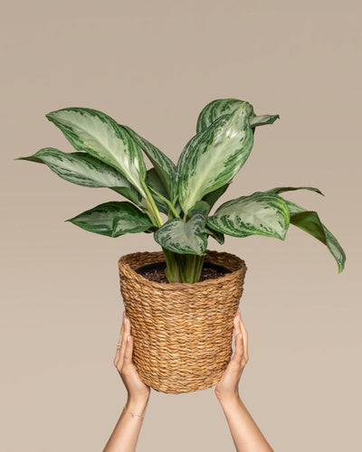 Hände halten eine Aglaonema Silver Bay mit breiten grünen Blättern, die in einem helleren Farbton gesäumt sind. Die Pflanze steht in einem geflochtenen Topf im Korbstil vor einem schlichten beigen Hintergrund. Die spektakulären Blätter der Aglaonema Silver Bay sind ein echter Hingucker.