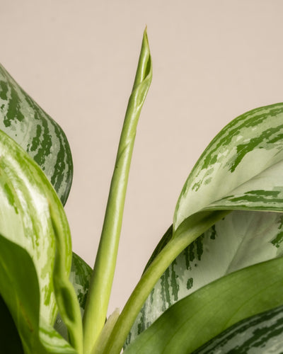 Nahaufnahme eines neuen Blattes, das aus einer Aglaonema Silver Bay-Pflanze sprießt. Die spektakulären Blätter weisen charakteristische hellgrüne und weiße Muster auf. Das sprießende Blatt bleibt eingerollt und weist im Vergleich zum reifen Laub eine hellere grüne Farbe auf. Der Hintergrund ist schlicht und neutral.
