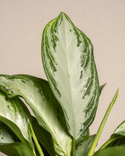 Eine Nahaufnahme der Blätter der Aglaonema Silver Bay zeigt die atemberaubende grün-weiße Panaschierung mit großen weißen Flecken und grünen Rändern, die sich vom schlichten hellbeigen Hintergrund abheben.