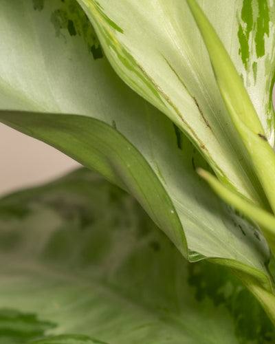 Nahaufnahme von grünen Blättern mit bunten Mustern. Das größte Blatt, möglicherweise von einer Aglaonema Silver Bay-Pflanze, weist hell- und dunkelgrüne Streifen auf, während ein anderes Blatt im Hintergrund ähnlich spektakuläre Blätter zeigt. Das Bild fängt die komplexen Texturen und Schattierungen der Aglaonema Silver Bay-Blätter ein.