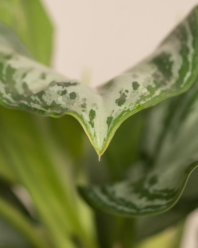 Eine Nahaufnahme der Blätter von Aglaonema Silver Bay zeigt eine faszinierende Mischung aus hell- und dunkelgrünen Mustern. Das mittlere Blatt ist deutlich im Fokus und weist weiche Kanten und eine komplizierte Marmorierung auf. Der unscharfe Hintergrund betont die detaillierte Textur dieser spektakulären Blätter.