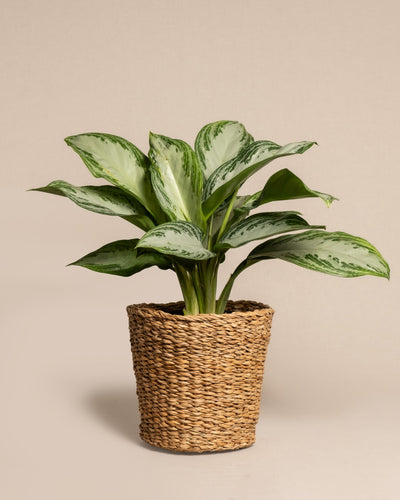 Eine Aglaonema Silver Bay mit breiten, spektakulären Blättern ist in einem geflochtenen Weidenkorb platziert. Der Hintergrund ist in einem neutralen Beigeton gehalten.