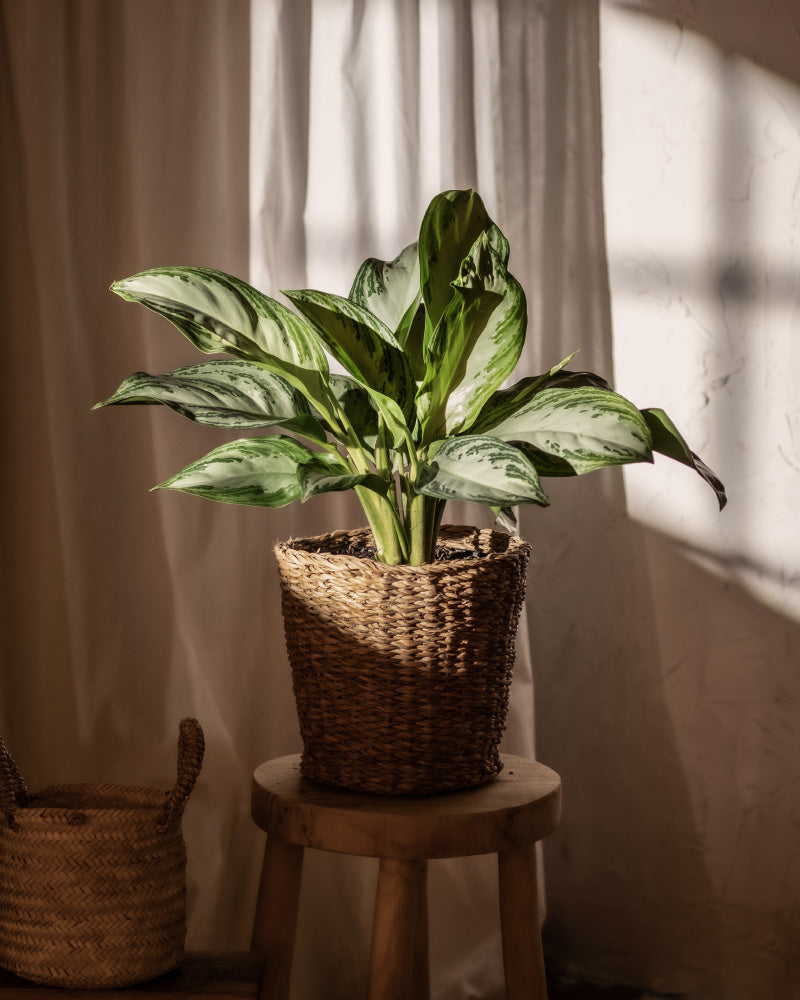 Eine Aglaonema Silver Bay in einem Topf mit langen, spektakulären Blättern steht auf einem Holzhocker und wird in sanftes Tageslicht getaucht. Die Pflanze befindet sich in einem geflochtenen Korb und ein zweiter leerer geflochtener Korb steht auf dem Boden neben dem Hocker. Im Hintergrund hängt ein Vorhang.