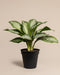 Eine Aglaonema Silver Bay im Topf mit spektakulären Blättern, die große, glänzend grüne Blätter mit hellgrüner und weißer Panaschierung zeigt. Die Pflanze steht in einem einfachen schwarzen Plastiktopf vor einem beigen Hintergrund. 