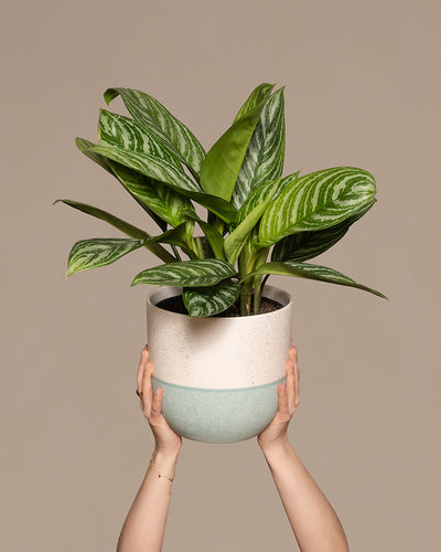 Aglaonema Stripes in einem mint 'Variado' Keramik-Topf