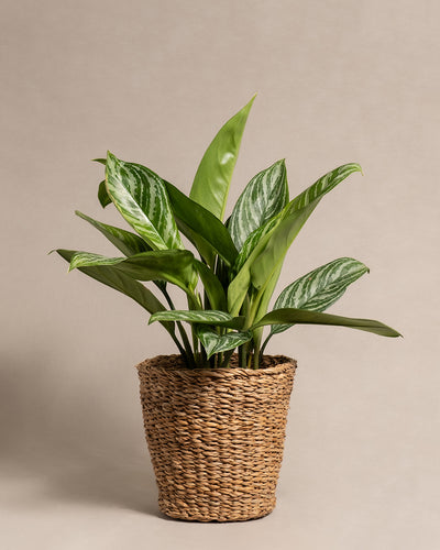 Aglaonema Stripes in vershiedenem 'Kesat' Topf aus Seegras von feey