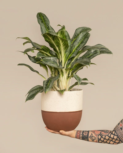 Eine tätowierte Hand hält einen Aglaonema-Smaragdstein in einem zweifarbigen weiß-braunen Topf vor einem schlichten beigen Hintergrund.