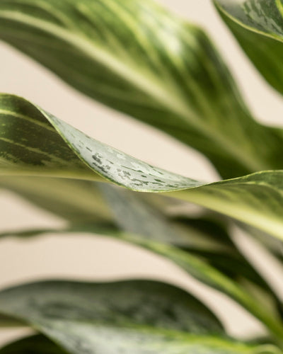 Nahaufnahme der grün bunten Blätter von Aglaonema Emerald Stone mit hellen und dunklen Mustern, glatter Textur und anmutigen Kurven vor einem neutralen Hintergrund.
