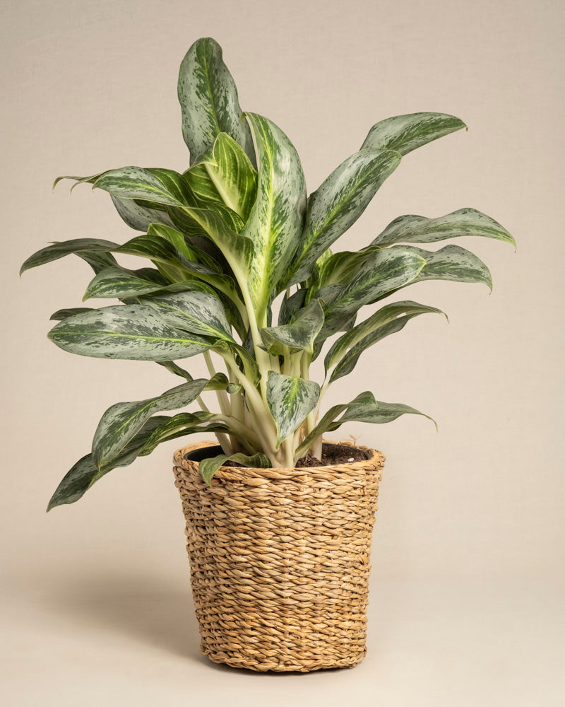 Der Aglaonema Emerald Stone, eine grüne Pflanze mit bunten Blättern, wird in einem geflochtenen Weidenkorb vor einem schlichten beigen Hintergrund präsentiert.