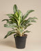 Die Aglaonema Emerald Stone, eine grün-weiß panaschierte Zimmerpflanze mit breiten, lanzettförmigen Blättern, wächst in einem schwarzen Plastiktopf vor einem schlichten beigen Hintergrund.