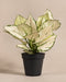 Aglaonema Kiwi