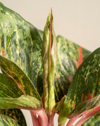 Nahaufnahme von Aglaonema Paradise Red mit grünen, spitzen Blättern mit rosa und hellgrüner Panaschierung. Ein neues Blatt sprießt, in der Mitte eng eingerollt, inmitten des reifen, gemusterten Laubs.