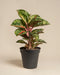 Die Aglaonema Paradise Red ist eine Topfpflanze mit breiten, glänzend grünen Blättern mit rosa Adern und Streifen, die in einem schwarzen Plastiktopf vor einem schlichten beigen Hintergrund steht.