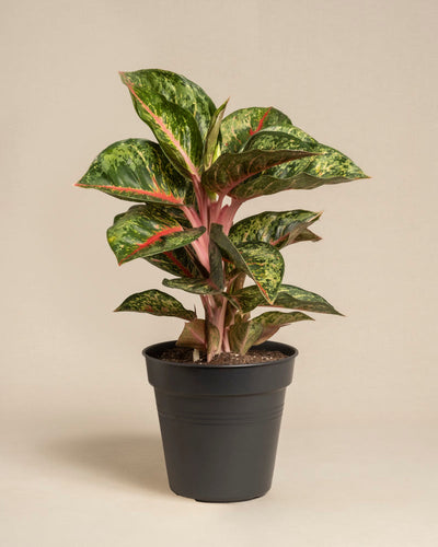 Die Aglaonema Paradise Red ist eine Topfpflanze mit breiten, glänzend grünen Blättern mit rosa Adern und Streifen, die in einem schwarzen Plastiktopf vor einem schlichten beigen Hintergrund steht.
