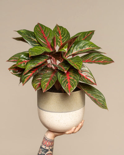 Eine tätowierte Hand hält eine Aglaonema Red Emerald hoch, deren glänzend grüne Blätter mit leuchtend roten Adern sich von einem schlichten beigen Hintergrund abheben.