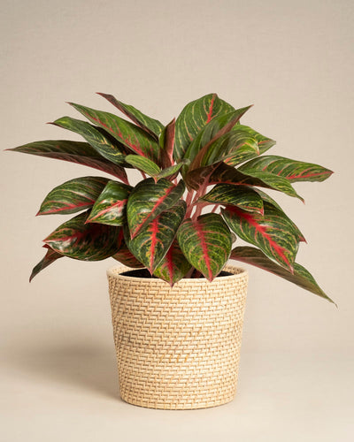 Die Aglaonema Red Emerald mit glänzend grünen Blättern und auffälligen roten Adern wird in einem geflochtenen cremefarbenen Pflanzkorb vor einem neutralen Hintergrund präsentiert.
