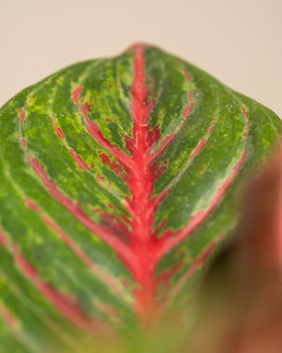 Die Nahaufnahme des Aglaonema Red Emerald zeigt sein leuchtend grünes Blatt mit auffälligen roten Adern, die von der Mitte ausstrahlen und die detaillierte Textur und die natürlichen Muster vor einem sanften beigen Hintergrund hervorheben.