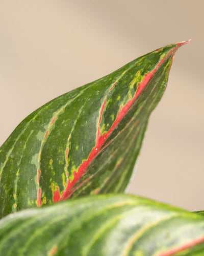 Nahaufnahme eines Aglaonema Red Emerald-Blattes. Es zeigt ein leuchtendes Grün mit roten und gelben Streifen entlang der Länge und hebt die detaillierte Textur und Farbmuster vor einem neutralen beigen Hintergrund hervor.