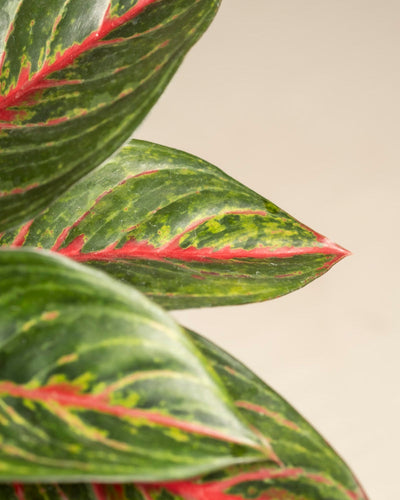 Nahaufnahme der leuchtend grünen Blätter von Aglaonema Red Emerald mit rosaroten Rändern und gesprenkelten gelben Mustern vor einem neutralen beigen Hintergrund.