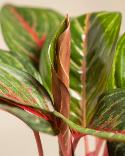 Nahaufnahme der Blätter der Pflanze Aglaonema Red Emerald. Man sieht breites grünes Laub mit auffälligen rosa und roten Streifen und Adern sowie ein Mittelblatt, das aufgerollt und teilweise entfaltet ist.
