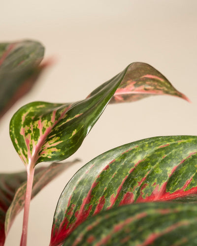 Nahaufnahme der Blätter von Aglaonema Red Emerald in leuchtendem Grün mit rosa und roten Streifen vor beigem Hintergrund, die die farbenfrohe Panaschierung und glänzende Textur der Pflanze zur Geltung bringen.