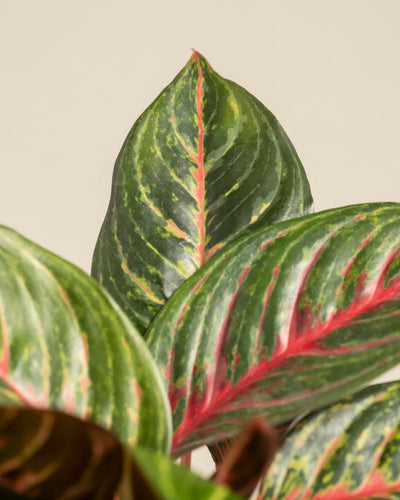 Nahaufnahme der Blätter von Aglaonema Red Emerald, die ihre grüne Farbe mit rosa und roten Adern, einzigartigen Mustern und glatten, glänzenden Texturen vor einem schlichten beigen Hintergrund hervorheben.
