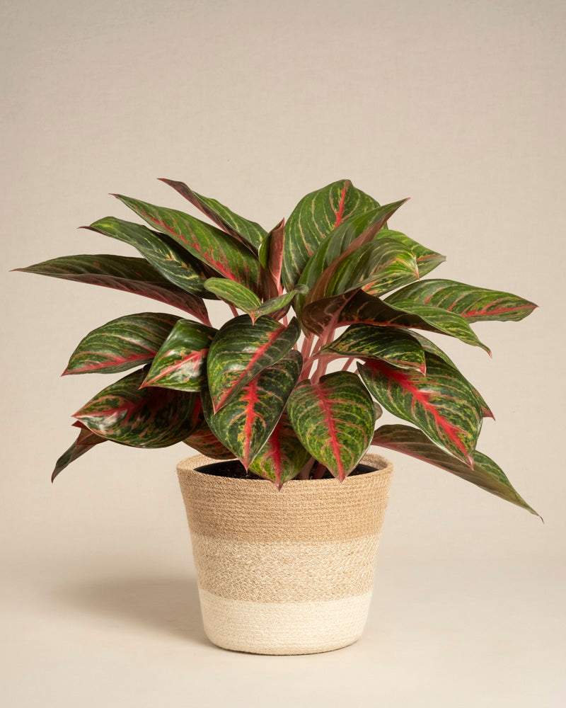 Die Aglaonema Red Emerald zeichnet sich durch grüne Blätter mit roten Adern aus und wird in einem gewebten Topf mit beige-weißen Streifen vor einem schlichten hellen Hintergrund präsentiert.