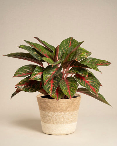 Die Aglaonema Red Emerald zeichnet sich durch grüne Blätter mit roten Adern aus und wird in einem gewebten Topf mit beige-weißen Streifen vor einem schlichten hellen Hintergrund präsentiert.