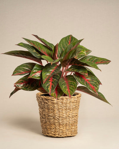 Die Aglaonema Red Emerald ist eine tropische Topfpflanze mit breiten grünen Blättern mit roten Adern, die in einem geflochtenen Weidenkorb vor einem schlichten beigen Hintergrund präsentiert wird.