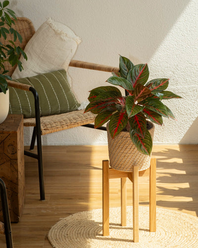Eine Aglaonema Red Emerald mit leuchtend roten und grünen Blättern steht auf einem Holzständer in einem sonnendurchfluteten Raum mit einem Korbstuhl, grünen und weißen Kissen und einem runden gewebten Teppich auf einem Holzboden.
