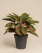Die Aglaonema Red Emerald ist eine Topfpflanze mit breiten, glänzend grünen Blättern, die durch rote und rosa Adern akzentuiert werden und in einem einfachen schwarzen Behälter vor einem hellbeigen Hintergrund präsentiert werden.