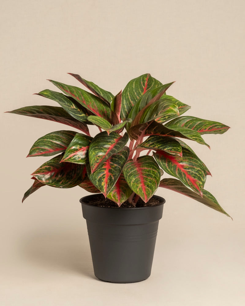 Die Aglaonema Red Emerald ist eine Topfpflanze mit breiten, glänzend grünen Blättern, die durch rote und rosa Adern akzentuiert werden und in einem einfachen schwarzen Behälter vor einem hellbeigen Hintergrund präsentiert werden.