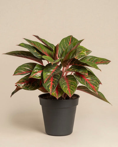 Die Aglaonema Red Emerald ist eine Topfpflanze mit breiten, glänzend grünen Blättern, die durch rote und rosa Adern akzentuiert werden und in einem einfachen schwarzen Behälter vor einem hellbeigen Hintergrund präsentiert werden.