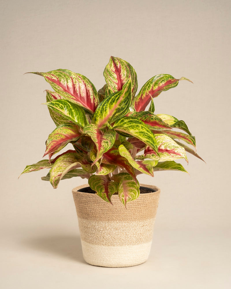 Aglaonema Siam Violet mit grünen Blättern, rosa Mitte und gelben Rändern in einem beigefarbenen geflochtenen Korb mit weißem Boden vor einem schlichten hellen Hintergrund.