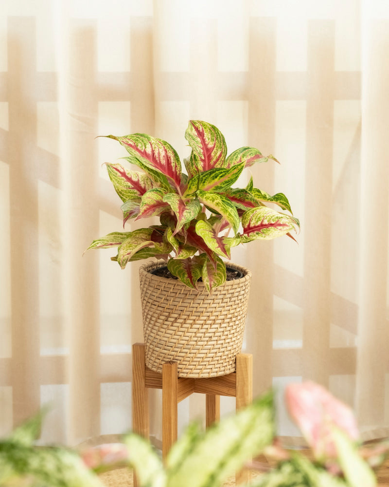 Das Aglaonema Siam Violet mit auffälligen grün-rosa bunten Blättern steht in einem beigefarbenen, geflochtenen Pflanzgefäß auf einem Holzständer. Zart beigefarbene Vorhänge und ein unscharfer Zaun im Hintergrund schaffen eine gemütliche Raumatmosphäre.