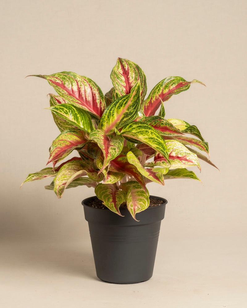 Das Aglaonema Siam Violet mit grünen Blättern, die mit rosa und cremefarbenen Streifen und Flecken verziert sind, steht in einem einfachen schwarzen Plastiktopf vor einem schlichten beigen Hintergrund.
