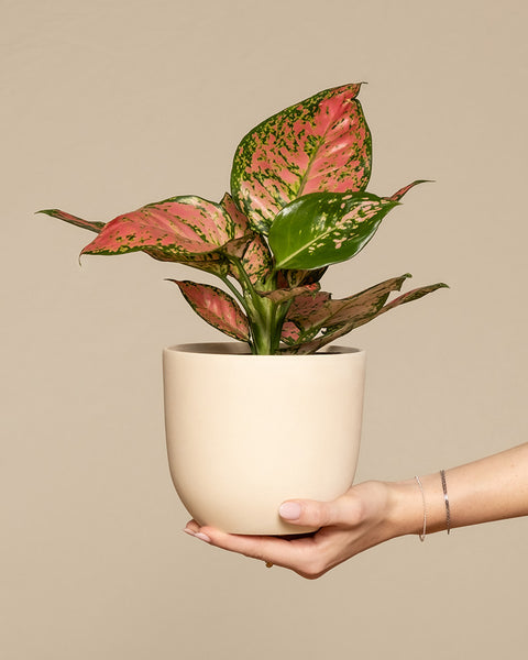 Eine Hand zeigt eine Aglaonema Crimson Love in einem beigen Topf. Ihre leuchtend grünen und rosa Blätter heben sich vor einem neutralen Hintergrund ab und betonen so die Eleganz dieser farbenfrohen Sorte.