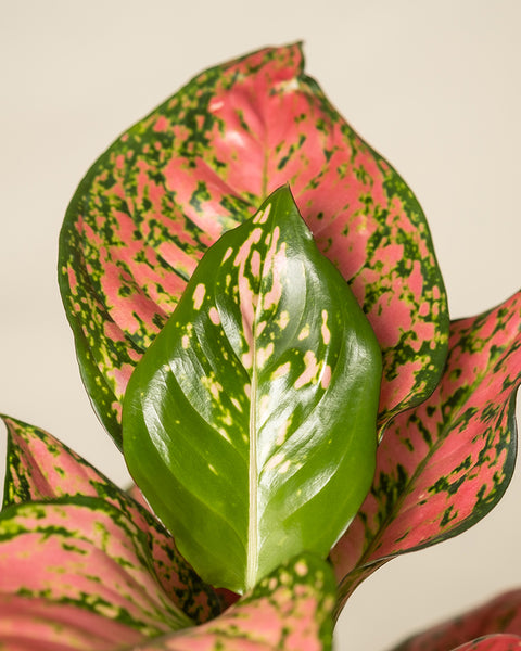 Nahaufnahme von Aglaonema Crimson Love mit leuchtend rosa und grünen Blättern mit dunkelgrünen Sprenkeln. Das mittlere Blatt ist hauptsächlich grün mit hellrosa Flecken, wunderschön hervorgehoben durch einen neutralen hellbeigen Hintergrund.