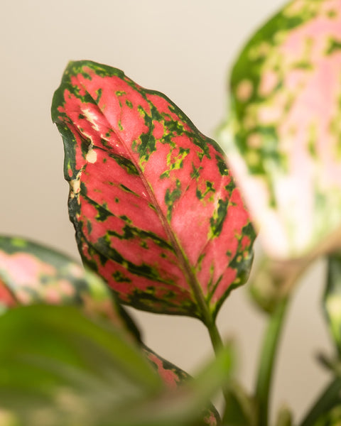 Nahaufnahme eines glatten Blattes der Aglaonema Crimson Love mit leuchtend rosa, grünen und weißen Flecken. Vor einem weichen, neutralen Hintergrund sind mehrere Blätter zu sehen.