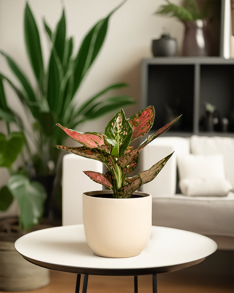 Eine Aglaonema Crimson Love mit rosa und grün bunten Blättern steht auf einem runden weißen Tisch. Im Hintergrund verstärken ein Sofa und weiteres Grün das gemütliche, natürliche Ambiente des Innenraums.