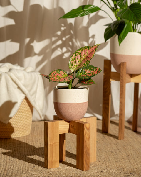 Die leuchtende Aglaonema „Crimson Love“, eine kleine Pflanze mit rosa und grünen Blättern, steht in einem beige-rosa Topf auf einem Holzständer. Daneben steht ein weiterer Kolbenfaden in einem ähnlichen Topf auf einem höheren Ständer. Im Hintergrund hängt eine weiße Decke über einem Korb, alles auf einem strukturierten Teppich.