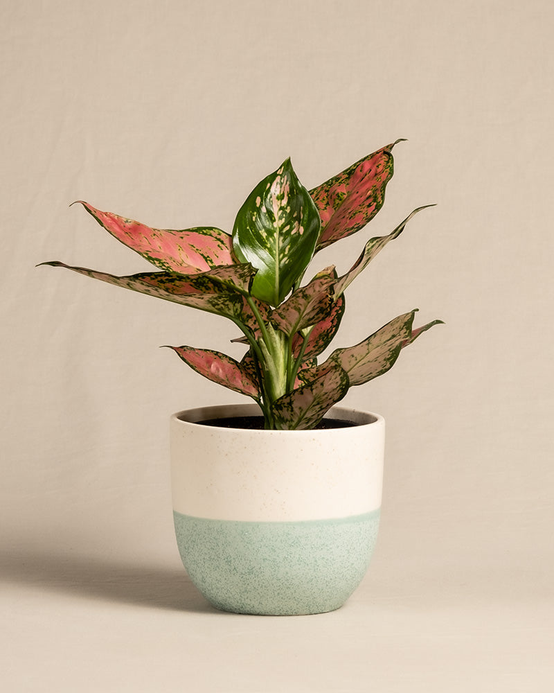 Eine Topfpflanze der Art Aglaonema Crimson Love zeigt leuchtend grüne und rosa Blätter in einem weißen und hellblauen Keramiktopf vor einem schlichten beigen Hintergrund.