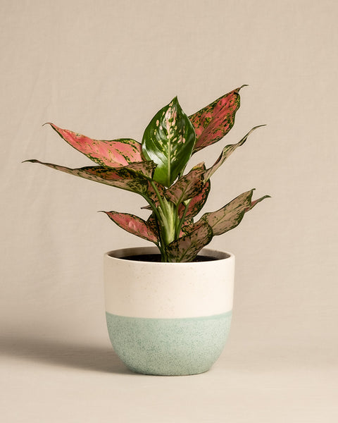 Eine Topfpflanze der Art Aglaonema Crimson Love zeigt leuchtend grüne und rosa Blätter in einem weißen und hellblauen Keramiktopf vor einem schlichten beigen Hintergrund.