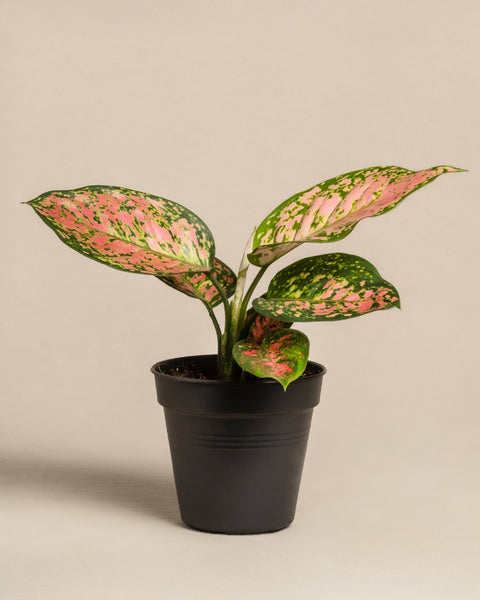 Die Topfpflanze Aglaonema Crimson Love besticht durch große, glänzende Blätter mit grün und rosa bunten Mustern und steht elegant in einem einfachen schwarzen Topf vor einem schlichten beigen Hintergrund.