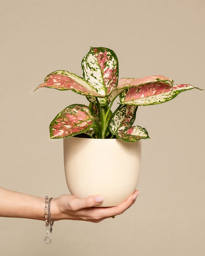 Eine Aglaonema Jazzy Red (auch Kolbenfaden genannt) in einem Keramiktopf wird von einer Hand gehalten.