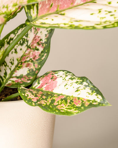 Detailaufnahme der farbigen Blätter einer Aglaonema Jazzy Red (auch Kolbenfaden genannt)