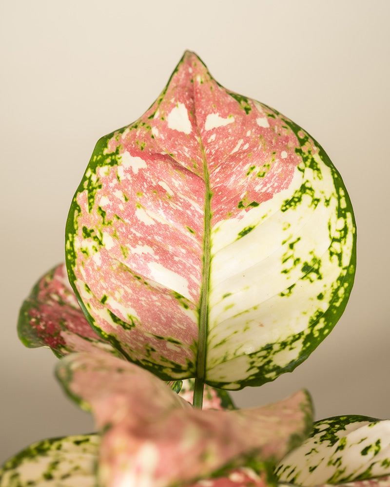 Detailaufnahme eines farbenfrohen Blattes einer Aglaonema Jazzy Red (auch Kolbenfaden genannt)