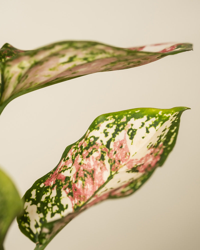 Detailaufnahme der farbigen Blätter einer Aglaonema Jazzy Red (auch Kolbenfaden genannt) mit rosa Akzenten