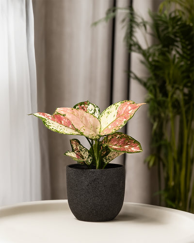 Eine Aglaonema Jazzy Red (auch Kolbenfaden genannt) in einem schwarzen Keramiktopf in einem Wohnzimmer